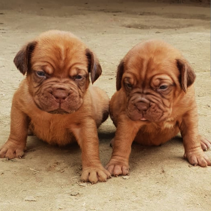 Image of French mastiff posted on 2022-03-13 14:06:50 from karalla